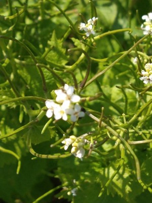 photo of Garlic Mustard