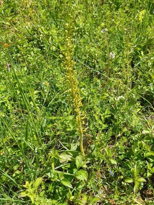 photo of Common Twayblade