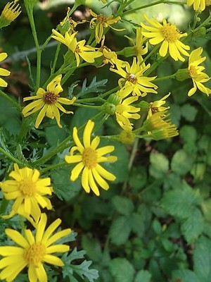 photo of Ragwort