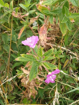photo of Great Willowherb