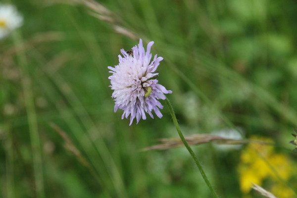 photo of Field Scabious