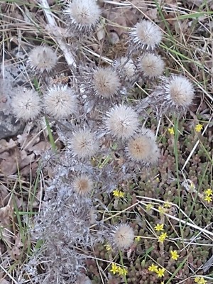 photo of Carline Thistle