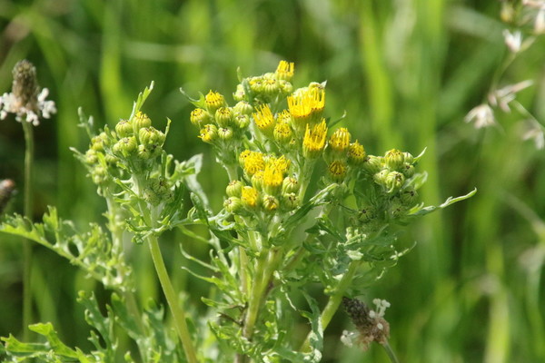 photo of Ragwort