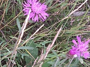 photo of Brown Knapweed