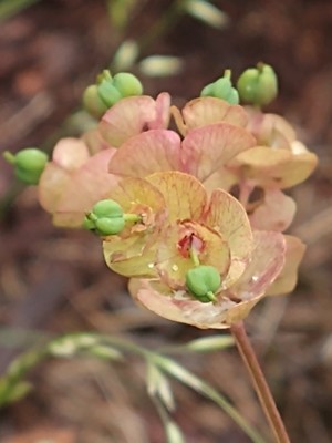 photo of Wood Spurge