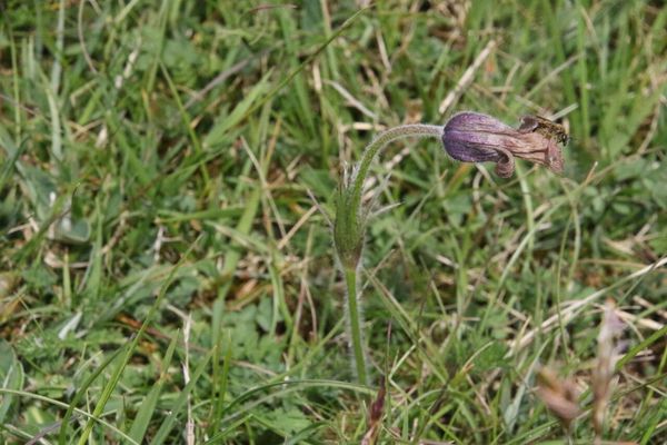 photo of Pasqueflower