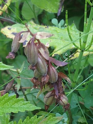 photo of Marsh Helleborine