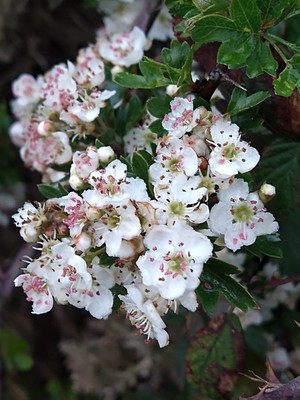 photo of Mediterranean Medlar