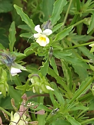 photo of Field Pansy