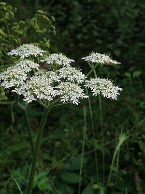 photo of Hogweed
