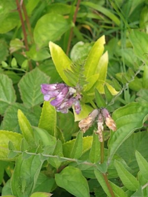 photo of Bush Vetch