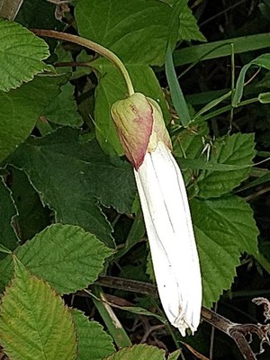 photo of Hedge Bindweed