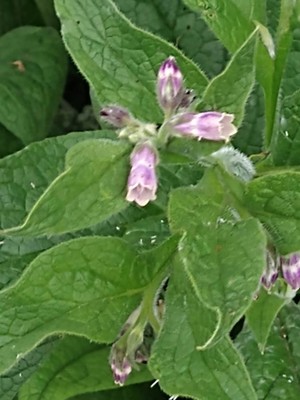 photo of Common Comfrey