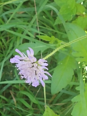 photo of Field Scabious