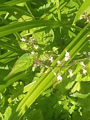 photo of Enchanter's Nightshade