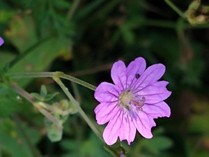 photo of Hedgerow Crane's Bill