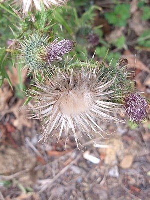 photo of Spear Thistle