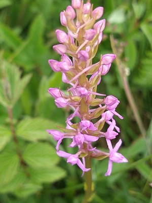 photo of Chalk Fragrant Orchid