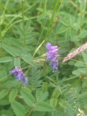 photo of Tufted Vetch