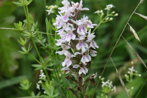 photo of Common Spotted Orchid