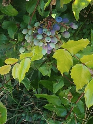 photo of Oregon Grape