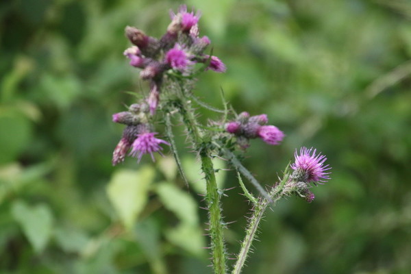 photo of Marsh Thistle
