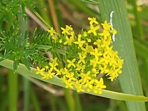 photo of Lady's Bedstraw