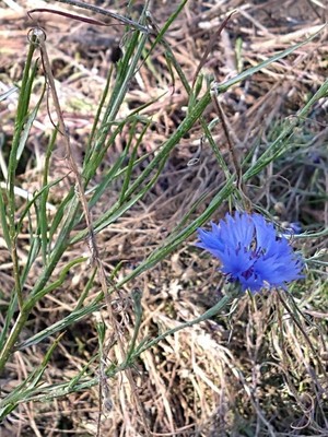 photo of Cornflower