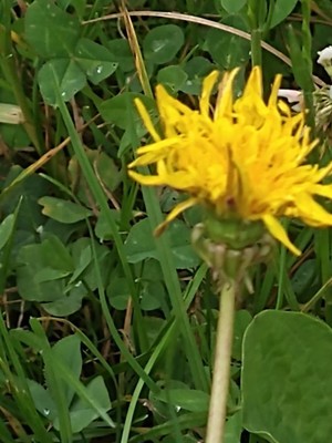 photo of Dandelion