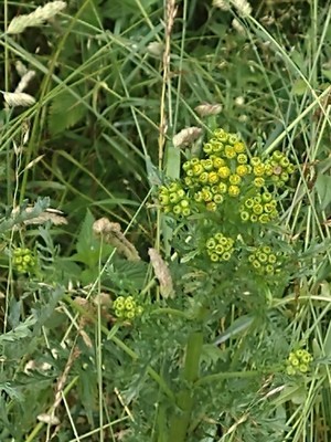 photo of Ragwort