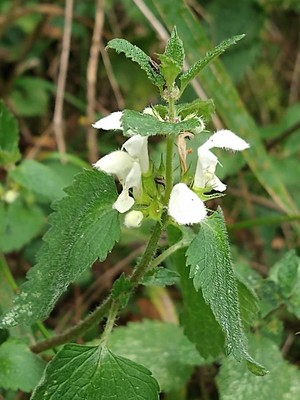 photo of White Dead Nettle