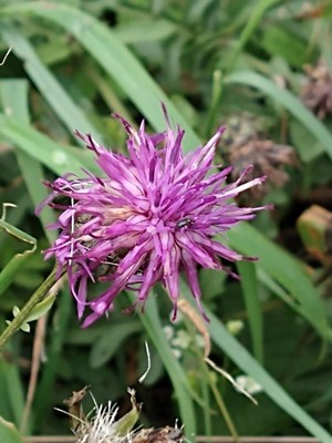 photo of Greater Knapweed