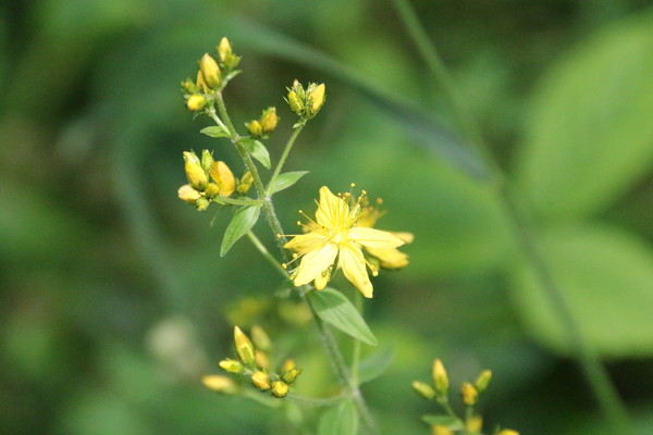 photo of Hairy St John's Wort