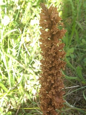 photo of Knapweed Broomrape