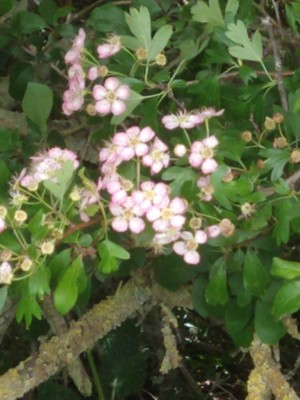 photo of Midland Hawthorn