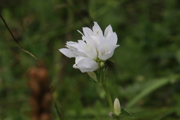 photo of Clustered Bellfower