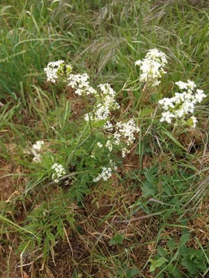 photo of Cow Parsley