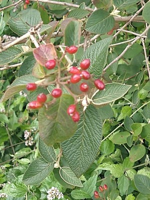 photo of Wayfaring Tree