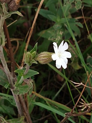 photo of White Campion
