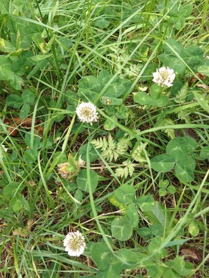 photo of White Clover