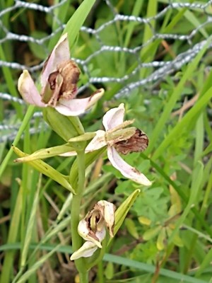 photo of Bee Orchid