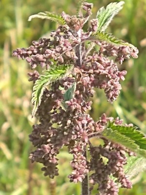 photo of Common Nettle