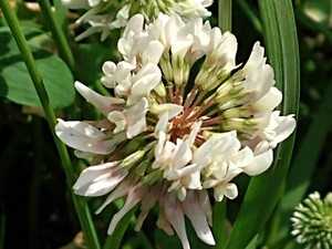 photo of White Clover