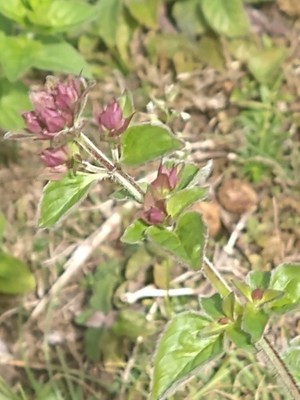 photo of Wild Marjoram