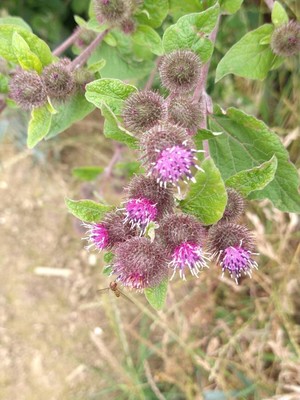 photo of Lesser Burdock