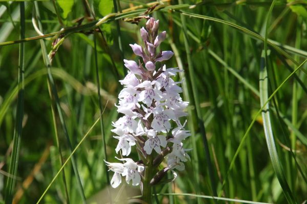 photo of Common Spotted Orchid