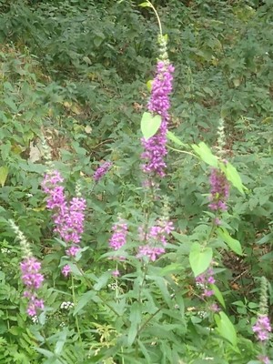 photo of Purple Loosestrife