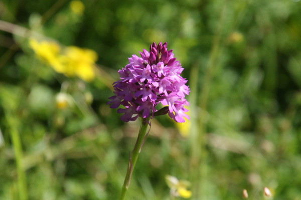 photo of Pyramidal Orchid