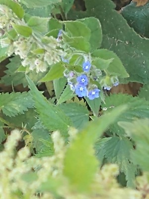 photo of Green Alkanet