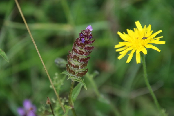 photo of Selfheal
